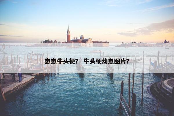 崽崽牛头梗？ 牛头梗幼崽图片？