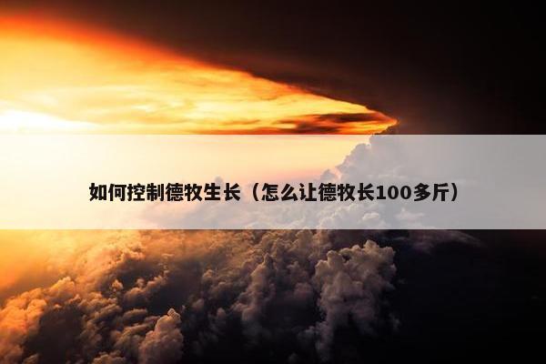 如何控制德牧生长（怎么让德牧长100多斤）