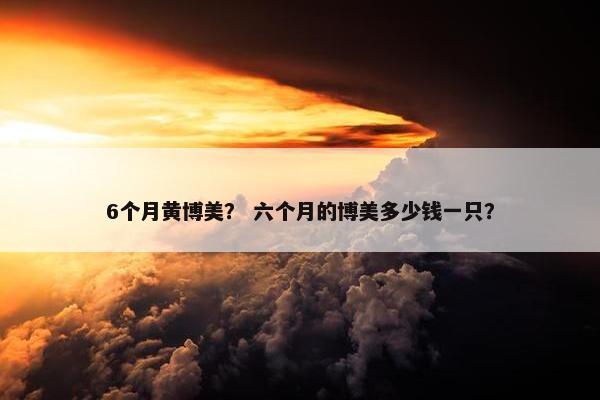6个月黄博美？ 六个月的博美多少钱一只？