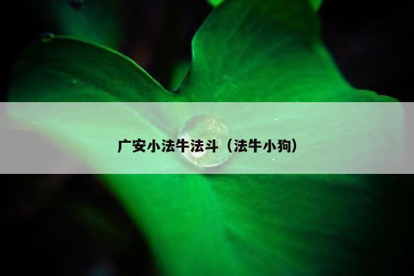 广安小法牛法斗（法牛小狗）