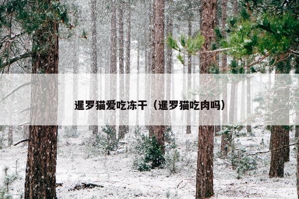 暹罗猫爱吃冻干（暹罗猫吃肉吗）