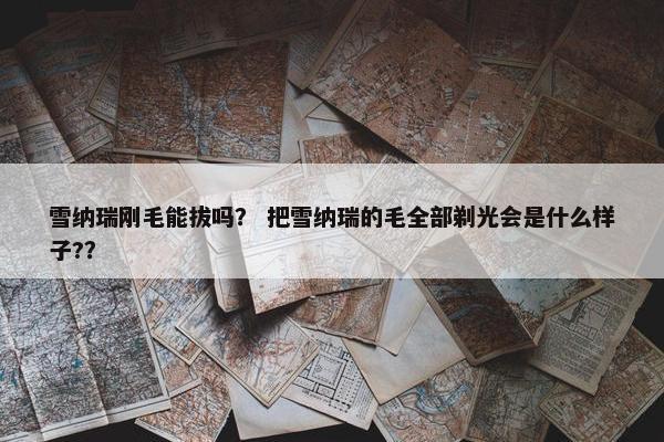 雪纳瑞刚毛能拔吗？ 把雪纳瑞的毛全部剃光会是什么样子?？
