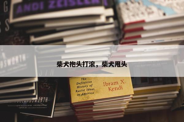 柴犬抱头打滚，柴犬甩头