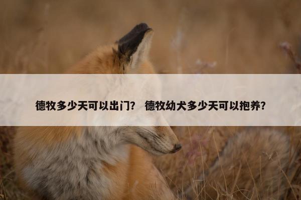 德牧多少天可以出门？ 德牧幼犬多少天可以抱养？