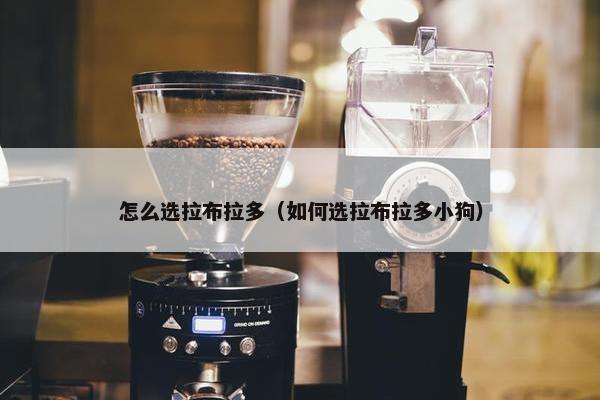 怎么选拉布拉多（如何选拉布拉多小狗）