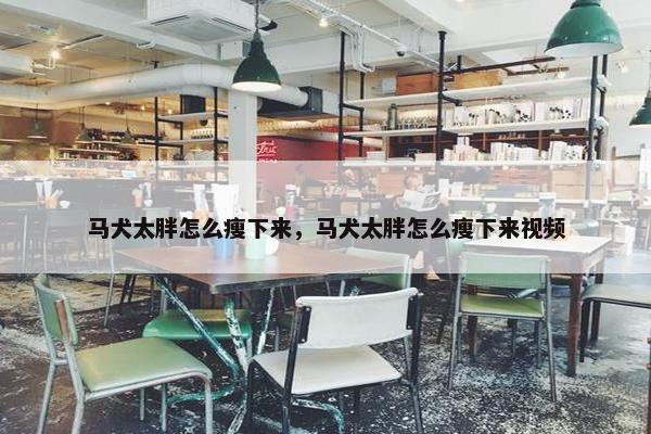 马犬太胖怎么瘦下来，马犬太胖怎么瘦下来视频