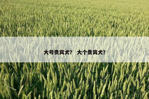 大号贵宾犬？ 大个贵宾犬？