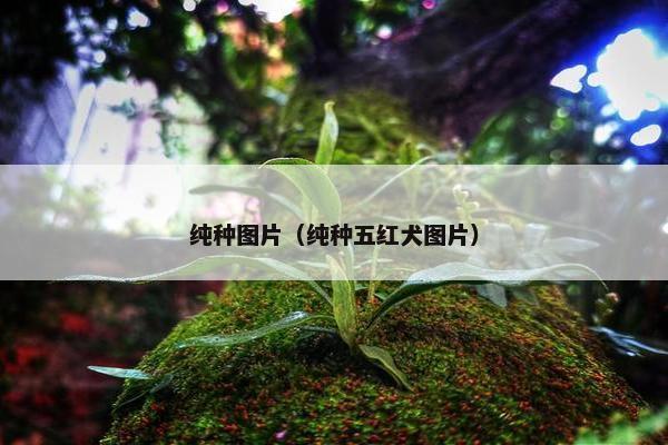 纯种图片（纯种五红犬图片）