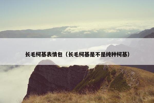长毛柯基表情包（长毛柯基是不是纯种柯基）