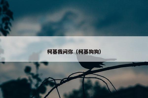 柯基我问你（柯基狗狗）