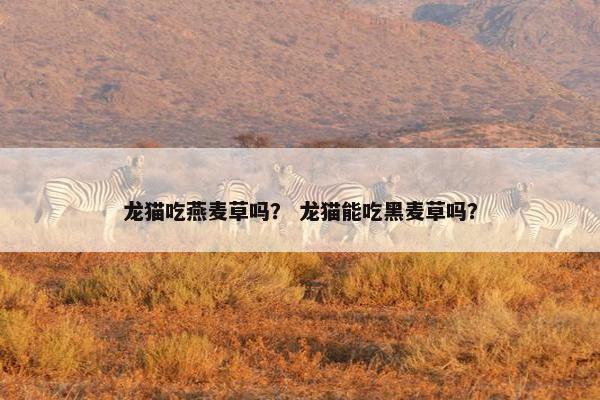 龙猫吃燕麦草吗？ 龙猫能吃黑麦草吗？