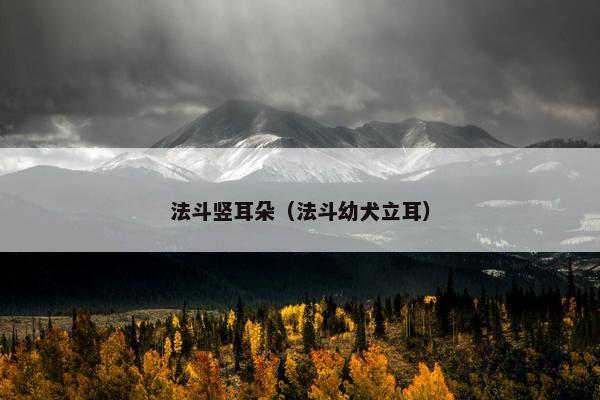 法斗竖耳朵（法斗幼犬立耳）