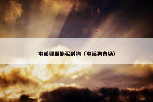 屯溪哪里能买到狗（屯溪狗市场）