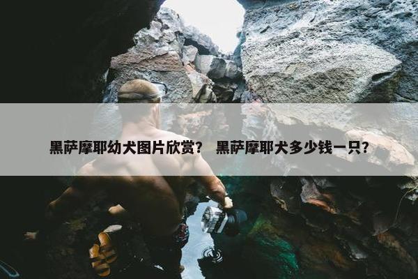 黑萨摩耶幼犬图片欣赏？ 黑萨摩耶犬多少钱一只？