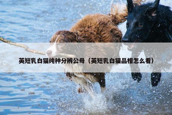 英短乳白猫纯种分辨公母（英短乳白猫品相怎么看）