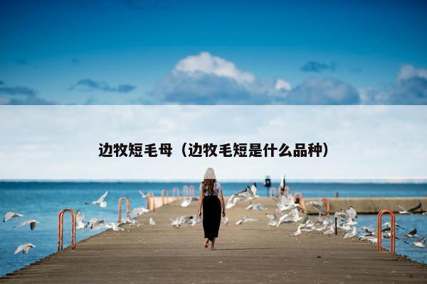 边牧短毛母（边牧毛短是什么品种）