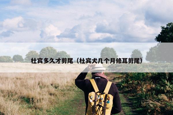 杜宾多久才剪尾（杜宾犬几个月修耳剪尾）