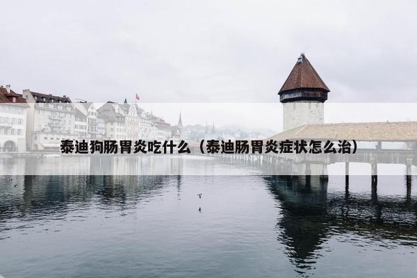泰迪狗肠胃炎吃什么（泰迪肠胃炎症状怎么治）