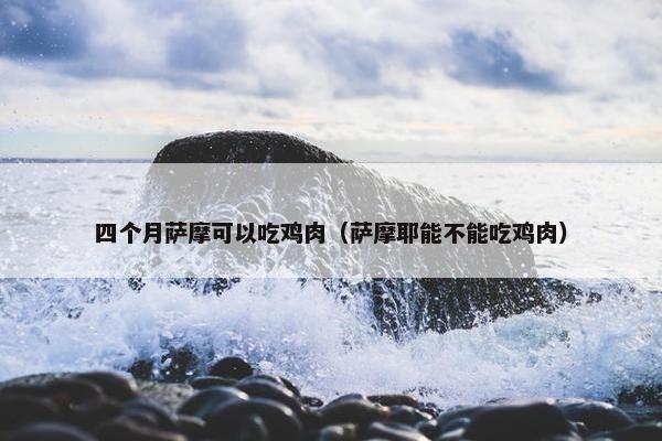 四个月萨摩可以吃鸡肉（萨摩耶能不能吃鸡肉）