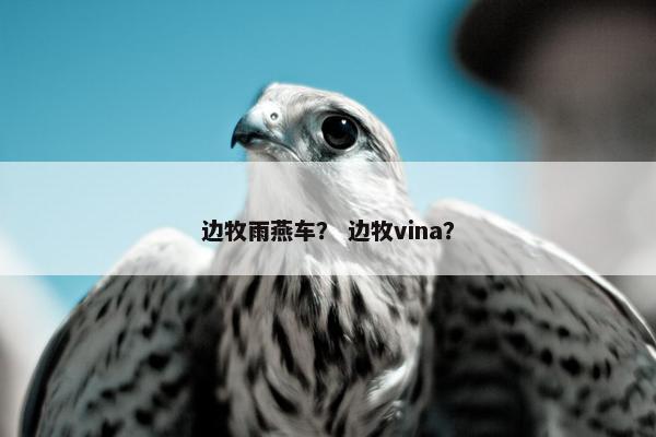 边牧雨燕车？ 边牧vina？