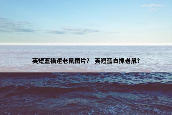 英短蓝猫逮老鼠图片？ 英短蓝白抓老鼠？