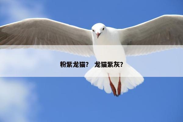 粉紫龙猫？ 龙猫紫灰？