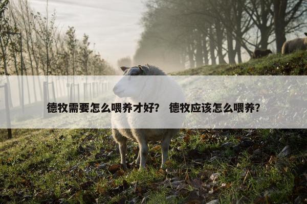 德牧需要怎么喂养才好？ 德牧应该怎么喂养？