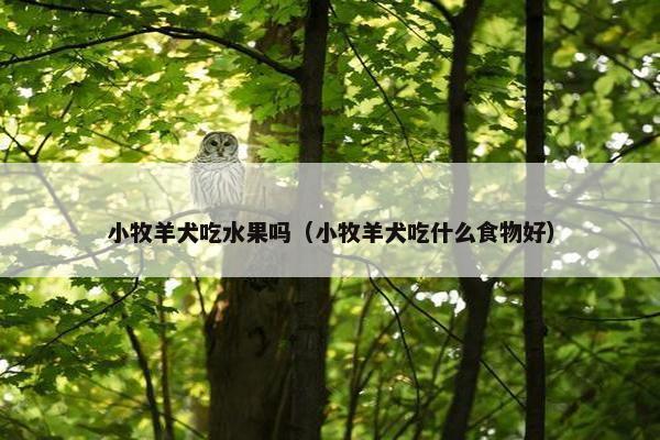小牧羊犬吃水果吗（小牧羊犬吃什么食物好）