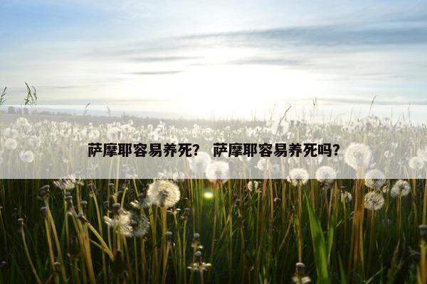 萨摩耶容易养死？ 萨摩耶容易养死吗？