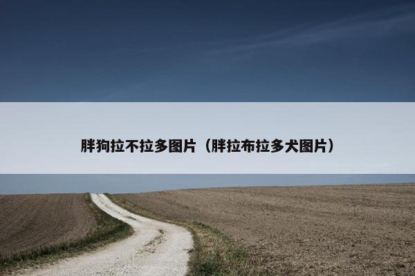 胖狗拉不拉多图片（胖拉布拉多犬图片）