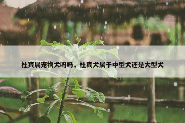 杜宾属宠物犬吗吗，杜宾犬属于中型犬还是大型犬