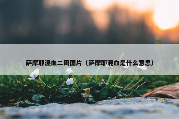 萨摩耶混血二周图片（萨摩耶混血是什么意思）