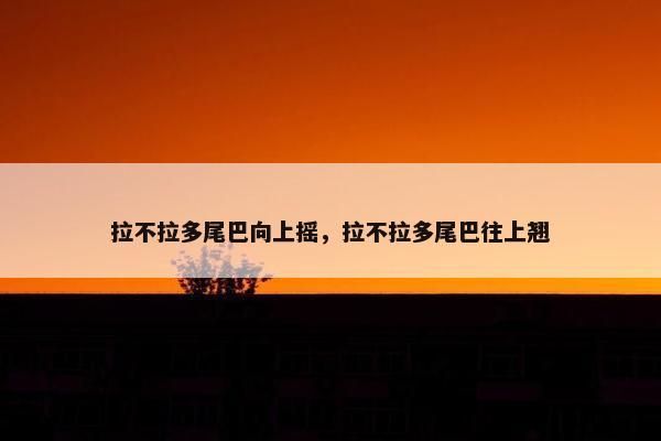 拉不拉多尾巴向上摇，拉不拉多尾巴往上翘