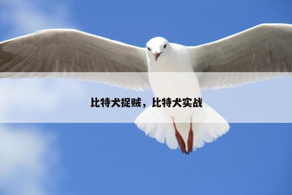 比特犬捉贼，比特犬实战