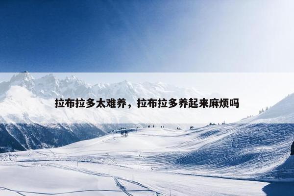 拉布拉多太难养，拉布拉多养起来麻烦吗