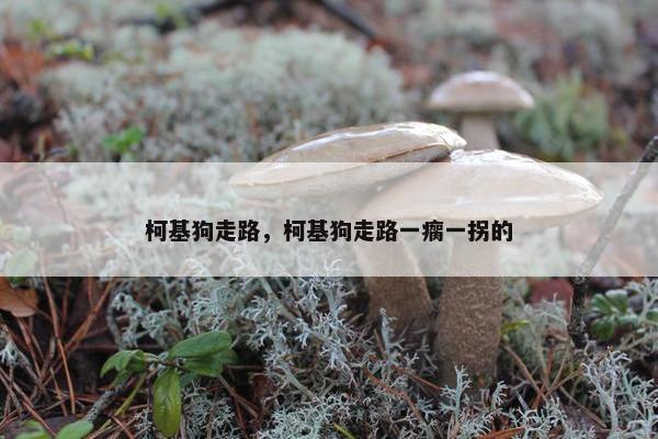 柯基狗走路，柯基狗走路一瘸一拐的