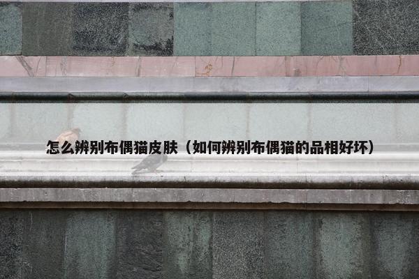 怎么辨别布偶猫皮肤（如何辨别布偶猫的品相好坏）