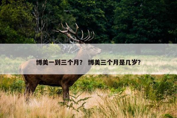 博美一到三个月？ 博美三个月是几岁？