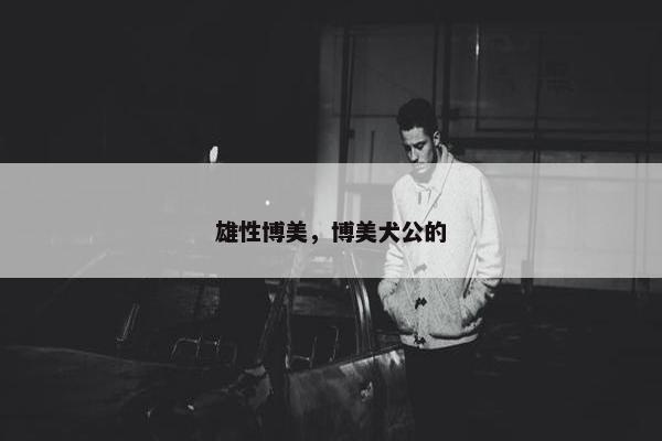 雄性博美，博美犬公的