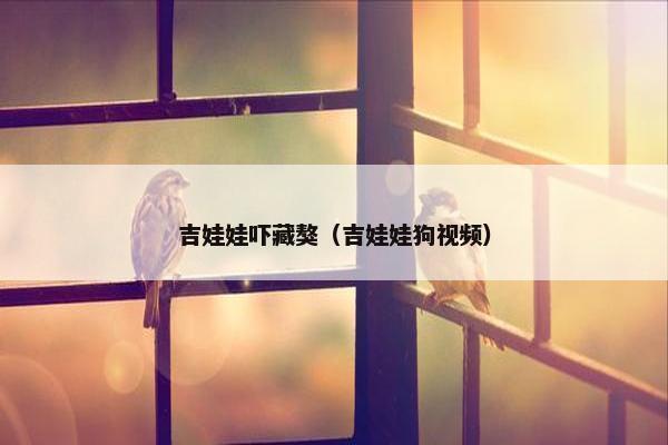 吉娃娃吓藏獒（吉娃娃狗视频）