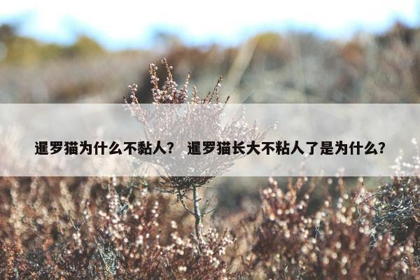 暹罗猫为什么不黏人？ 暹罗猫长大不粘人了是为什么？