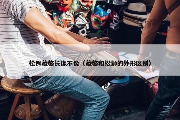 松狮藏獒长像不像（藏獒和松狮的外形区别）