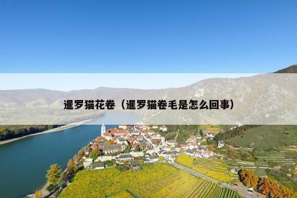 暹罗猫花卷（暹罗猫卷毛是怎么回事）