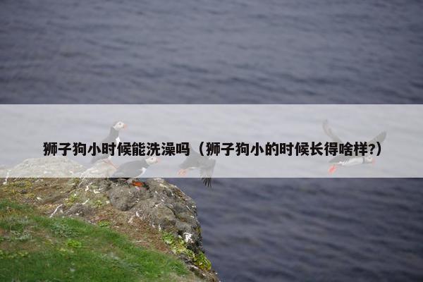 狮子狗小时候能洗澡吗（狮子狗小的时候长得啥样?）