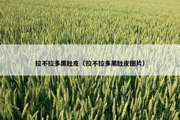 拉不拉多黑肚皮（拉不拉多黑肚皮图片）
