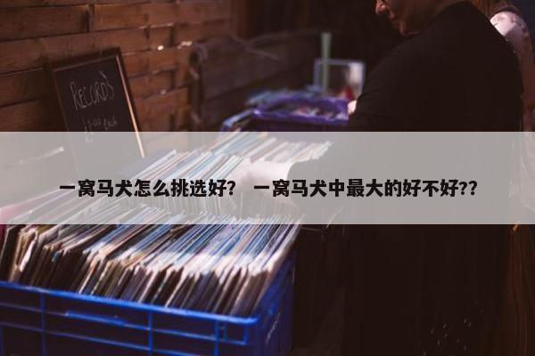 一窝马犬怎么挑选好？ 一窝马犬中最大的好不好?？