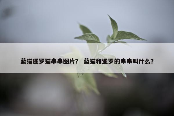 蓝猫暹罗猫串串图片？ 蓝猫和暹罗的串串叫什么？