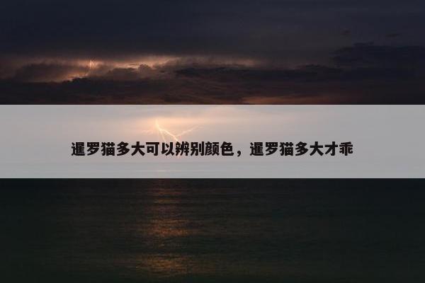 暹罗猫多大可以辨别颜色，暹罗猫多大才乖