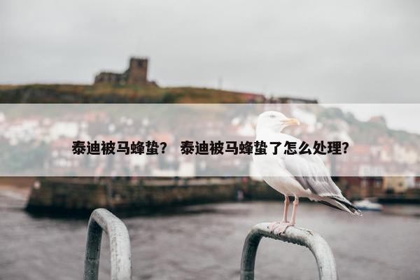 泰迪被马蜂蛰？ 泰迪被马蜂蛰了怎么处理？