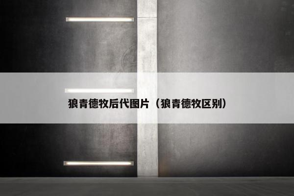 狼青德牧后代图片（狼青德牧区别）
